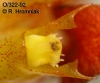 Bulbophyllum weberi  (10)